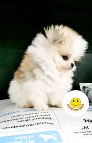 YOO16 Tiny Pomeranian PARTI color puppies