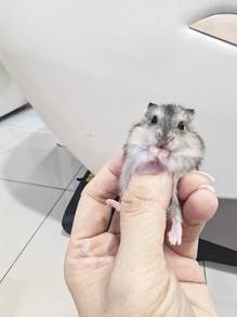 Campbell's Dwarf Hamster dijual murah