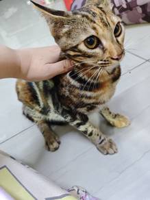 Bengal CORAK MARBLE