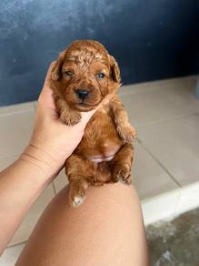 Toy Poodle