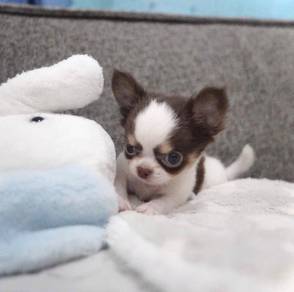 CHIHUAHUA PUPPIES VIP235🌷Head Apple Cute Dog