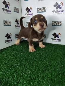 Chocolate and cream miniature dachshund pup