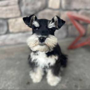 LG_TO28900 mini schnauzer black silver COLOR