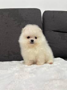 Y11677 Tiny Pomeranian little sweetheart pup