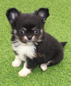 C1992 Chihuahua cute puppies