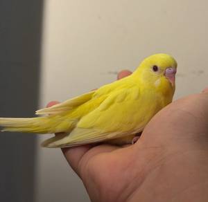 burung jinak