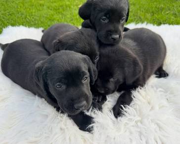 Labrador retriever puppies f