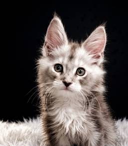 S8 Maine Coon