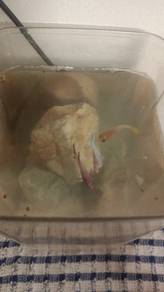 3 betta female give with full set plastik aquarium