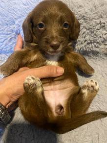 Doxiepoo puppies