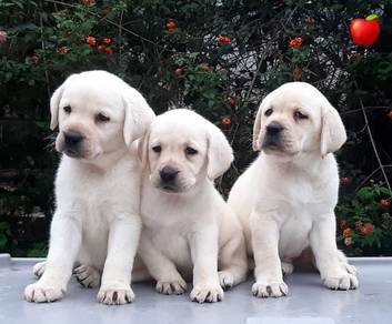 Labrador retriever 