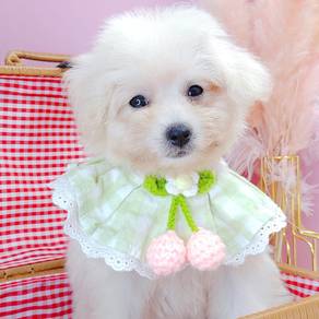 Poodle