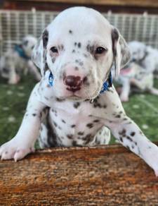 DALMATIAN PUPPIES F51 Available New Born
