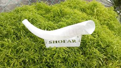 Functional Transparent Short Shofar Blowing Horn