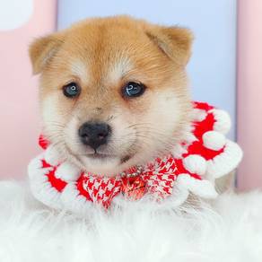 Shiba Inu