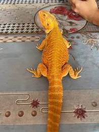 Bearded Dragon