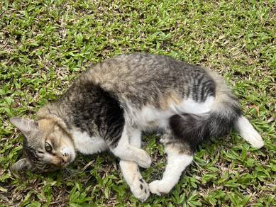 Longhair Breed