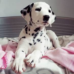DD100 Dalmatian puppies