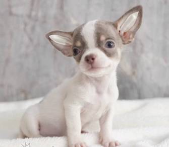 CHIHUAHUA PUPPIES CH206🌷 Head Apple Boy-Girl