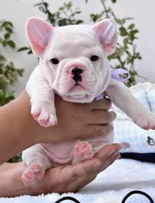 FRENCH BULLDOG PUPPIES🌻A176 Male Cute