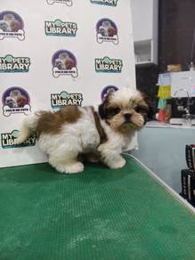 Shihtzu Jul26 offer