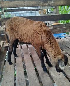 anak biri tino bb