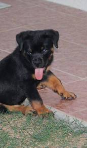 Rottweiler available30
