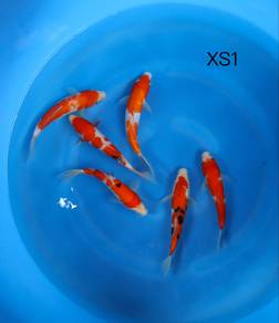 Japanese koi