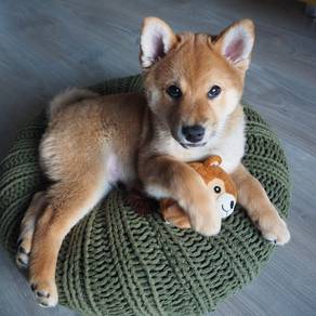 SS1011 Shiba inu puppies
