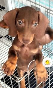 QW1111 Dachshund short haired puppy dog