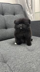 Pure Black Female Pomeranian Puppy F-305
