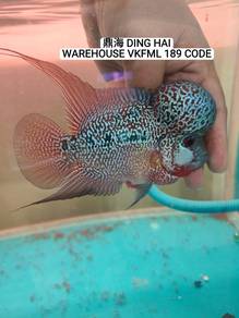 5inch vip super big kok flower horn fish