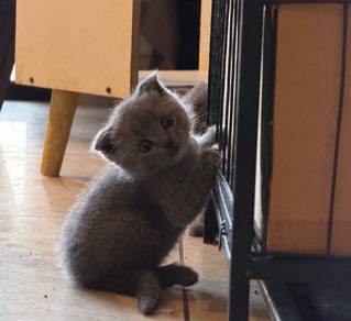scottish fold kitten