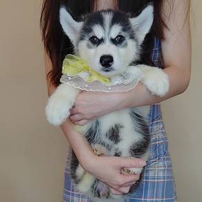 Wooly Husky