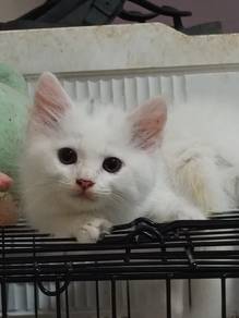 Re-home with fee