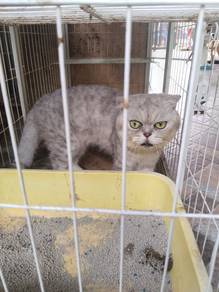 Bsh male silver