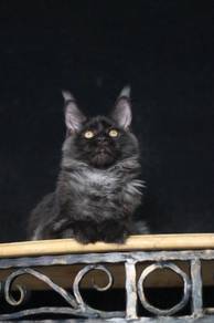 Maincoon black smoke