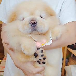 Chow Chow