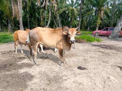 Lembu Jantan Cukup Umur