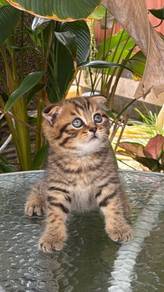 Bsh fold tabby