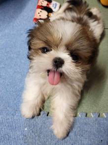 Furbaby Shih Tzu cute and playful little puppy Pup