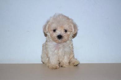 B41 Tiny Maltipoo Puppy