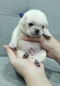 Chubby PUG PUPPIES D526 🌻 哈巴狗 Male