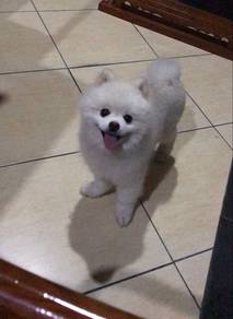 Pomeranian Pure White