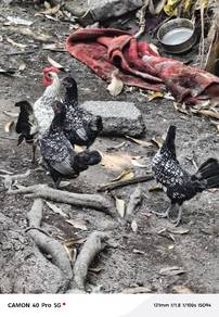 ayam batik
