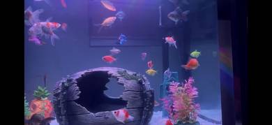 Ikan Glofish 8 ekor🐠🐟