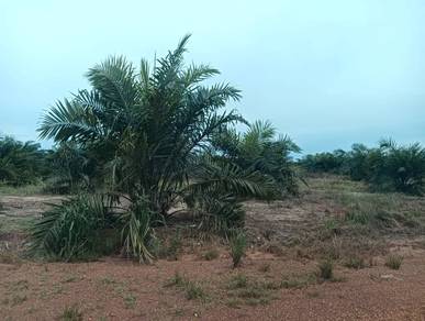 Agricultural Land in Johor Bahru, JHR