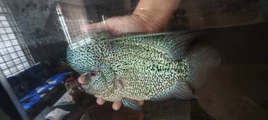 Flowerhorn adult fish