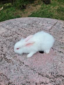 Arnab putih comel gebu🐰🐰🐰