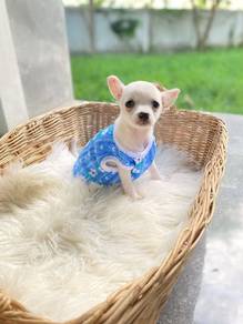 Apple head Chihuahua 